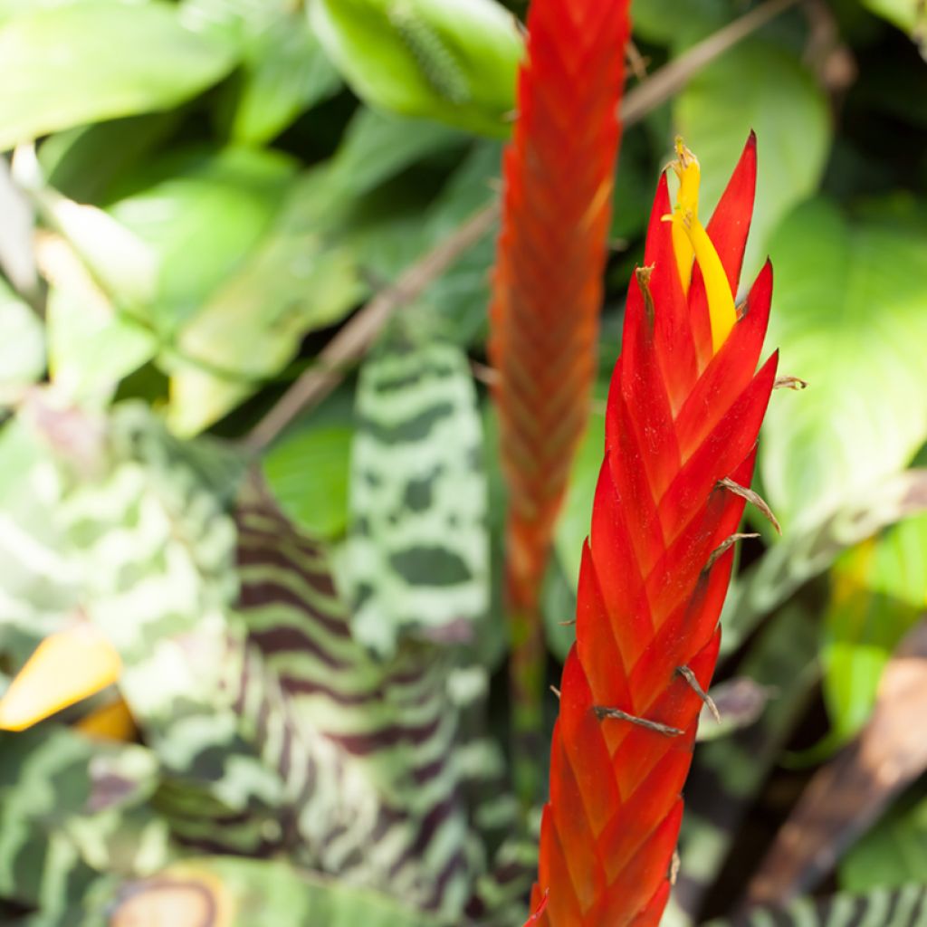 Vriesea Favorite - Flaming sword plant