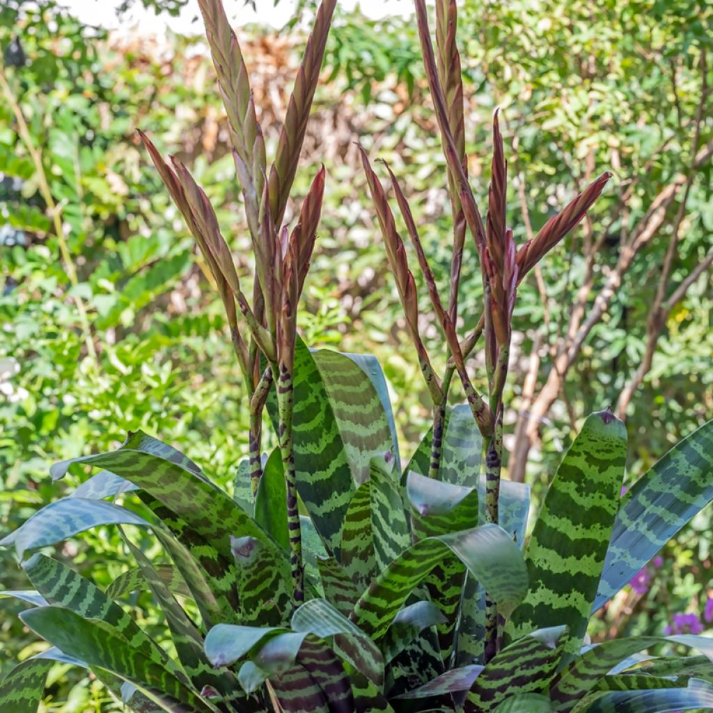 Vriesea Favorite - Flaming sword plant