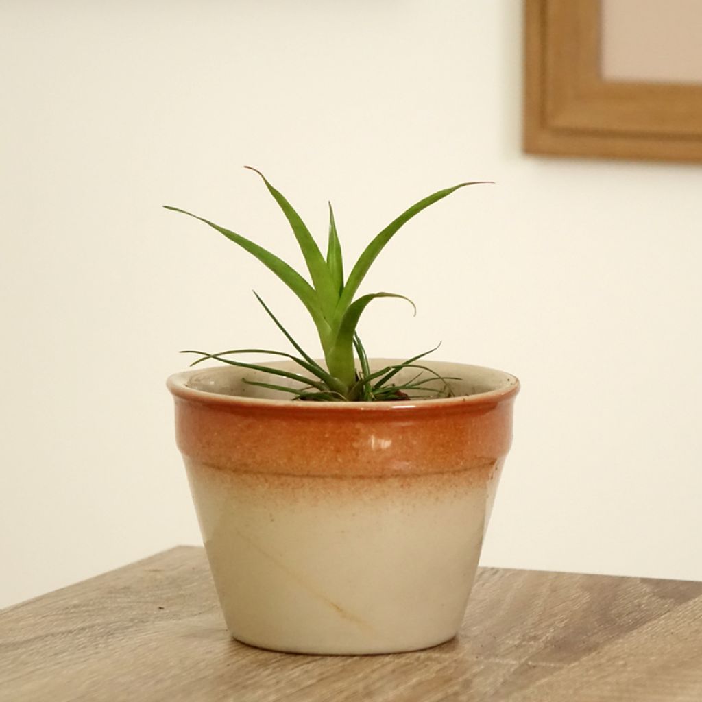 Vriesea Madonna - Flaming sword plant