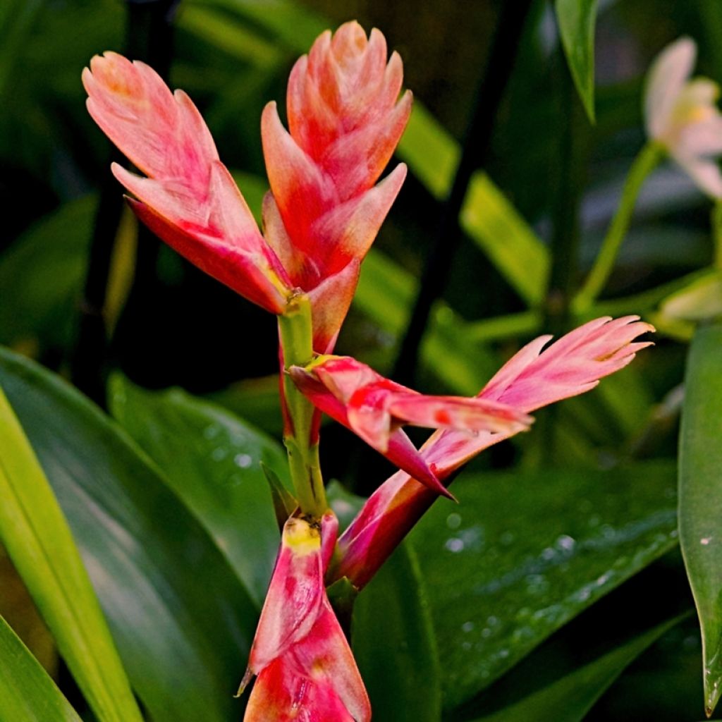 Vriesea Madonna - Flaming sword plant
