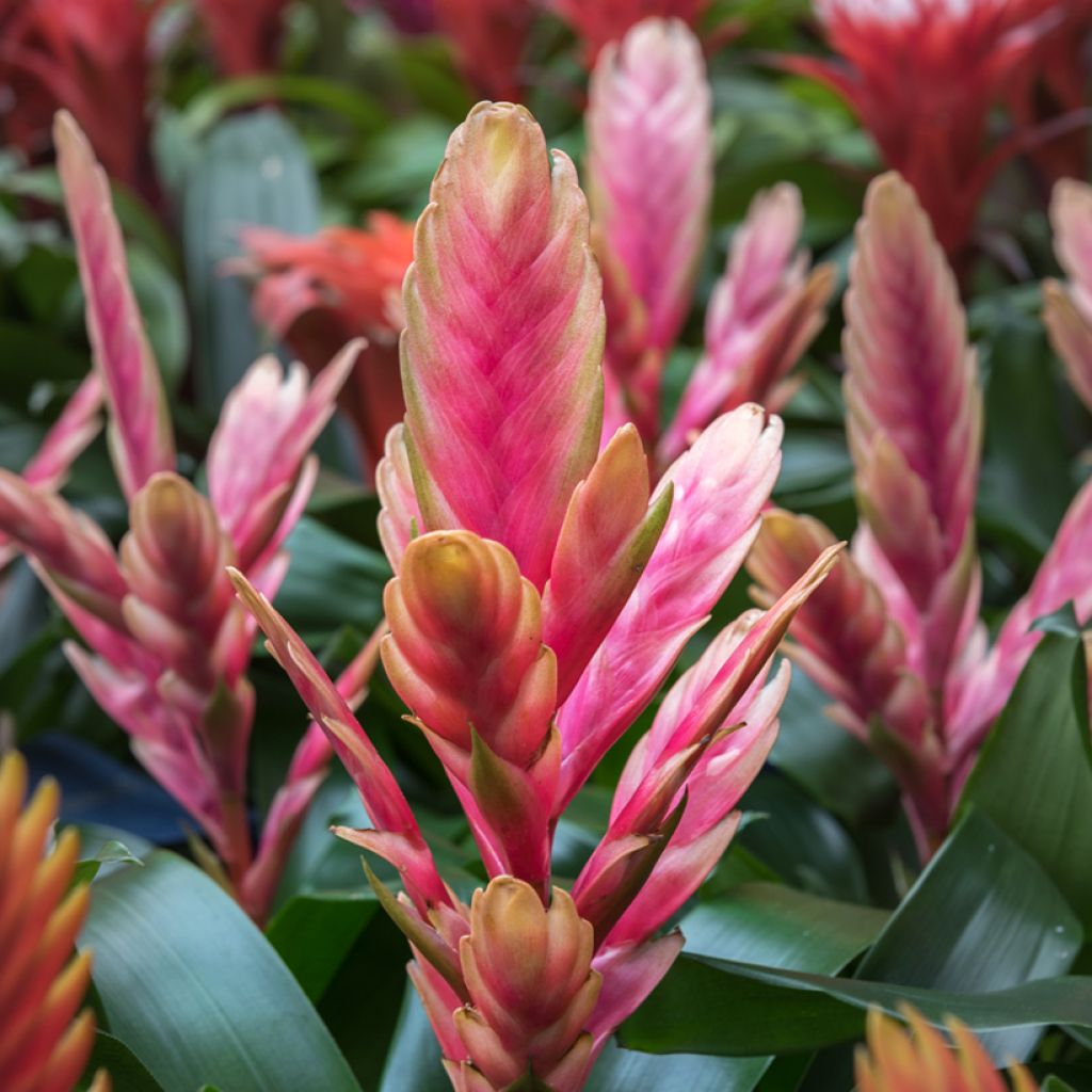 Vriesea Madonna - Flaming sword plant