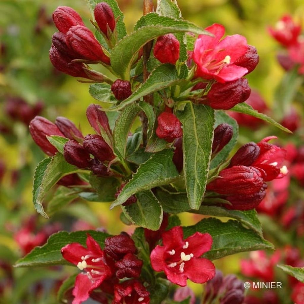 Weigela Nain rouge Courtanin