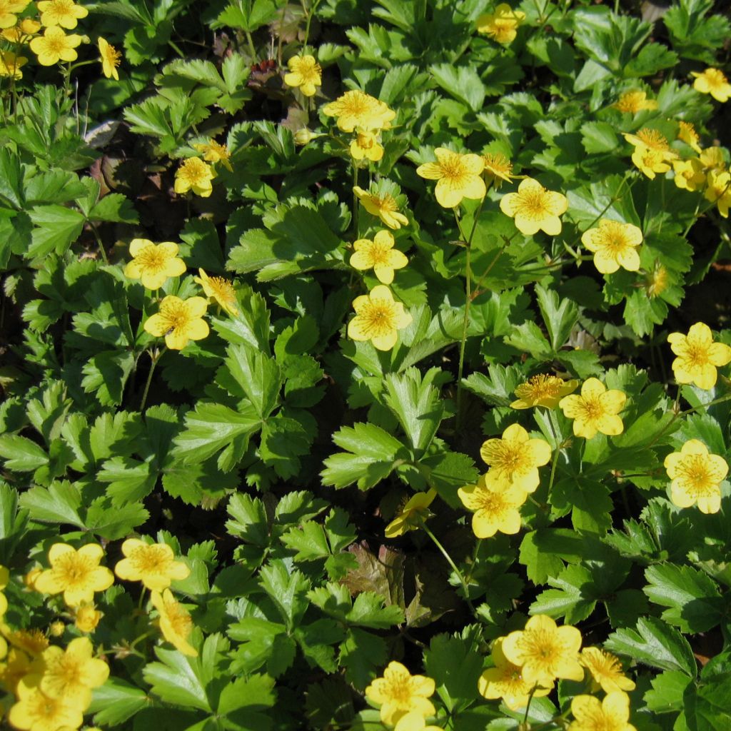 Waldsteinia ternata - Fraisier stérile jaune