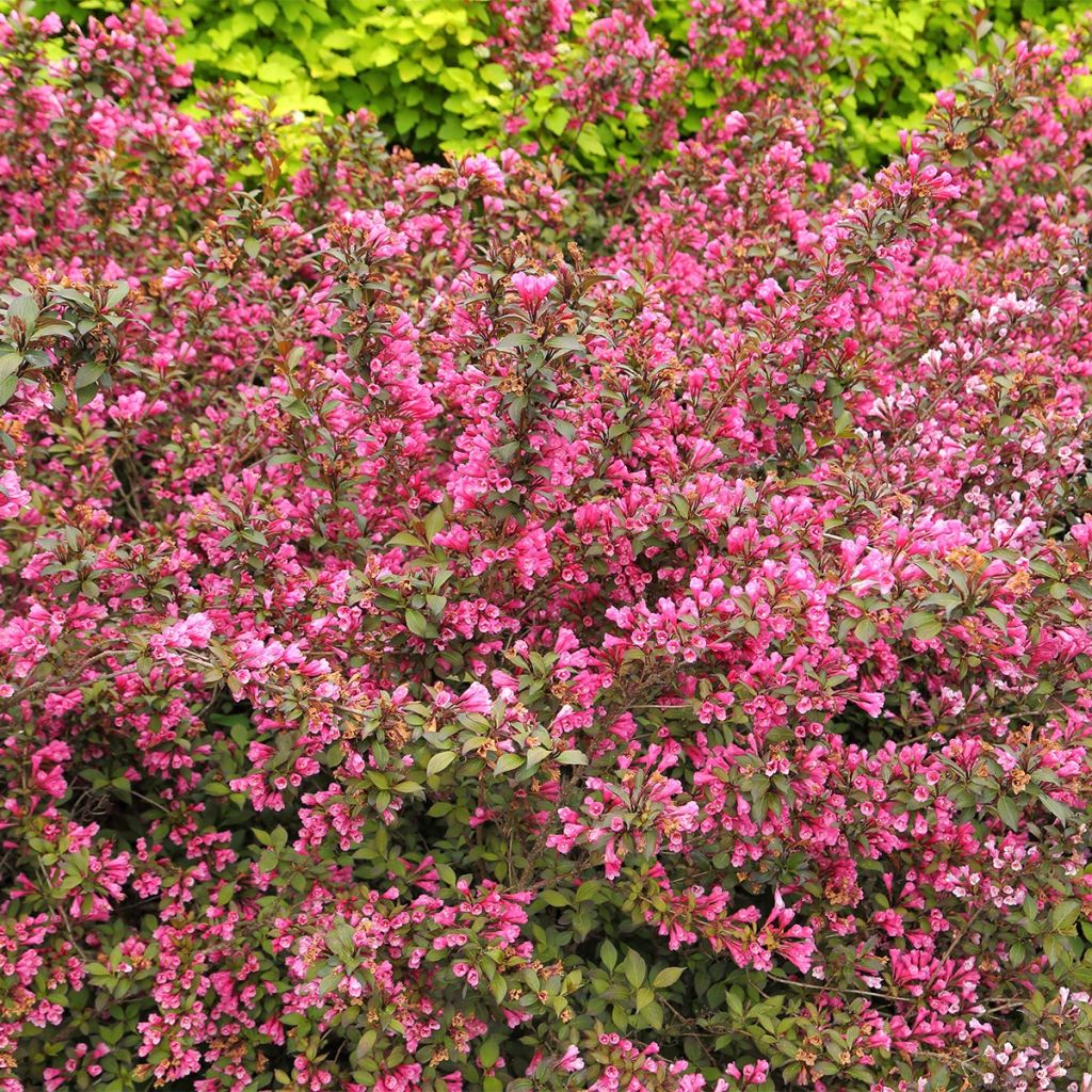 Weigela Minuet