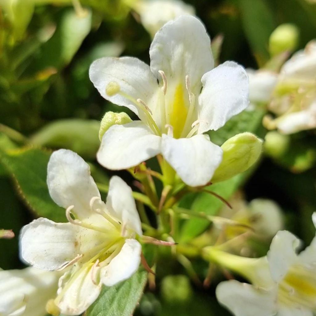 Weigela Picobella Bianco - Weigélia nain