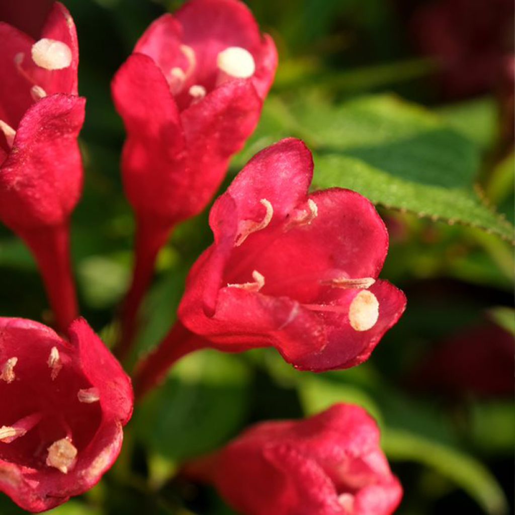 Weigela Picobella Rosso - Weigélia nain hybride