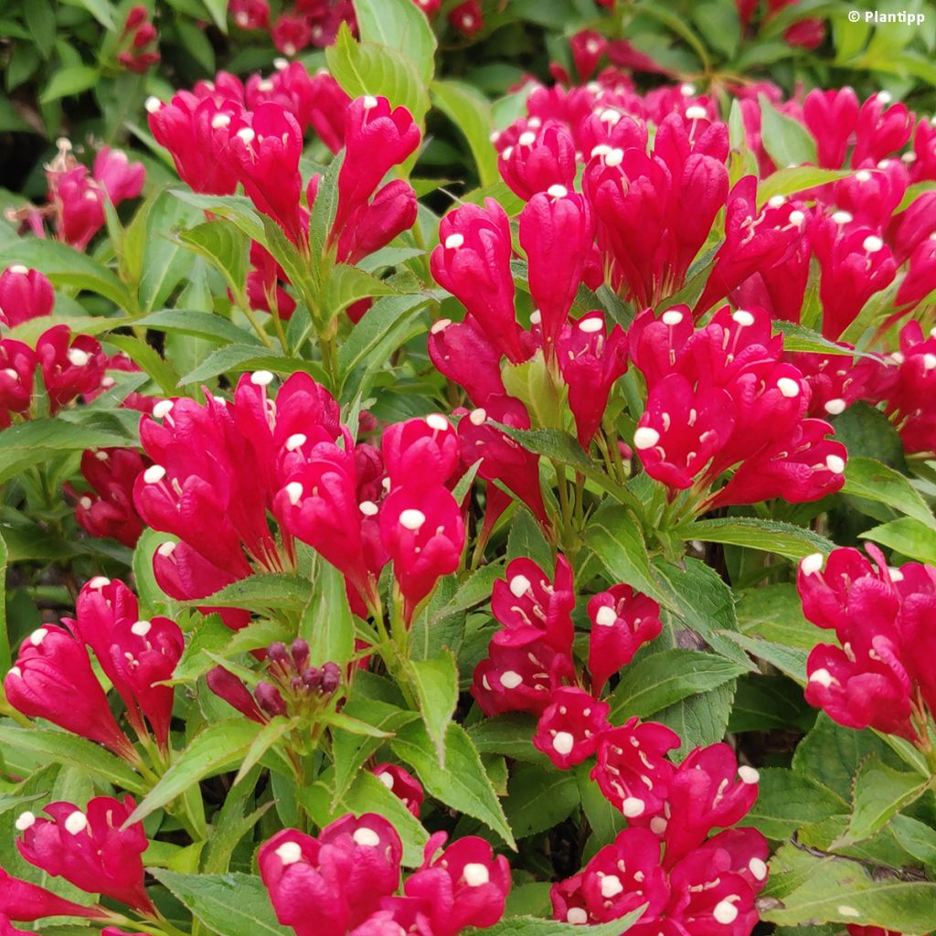 Weigela florida Picobella Rosso