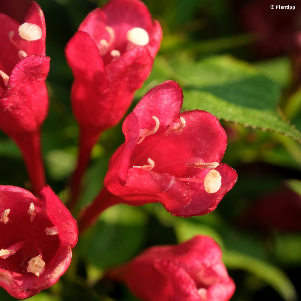 Weigela florida Picobella Rosso