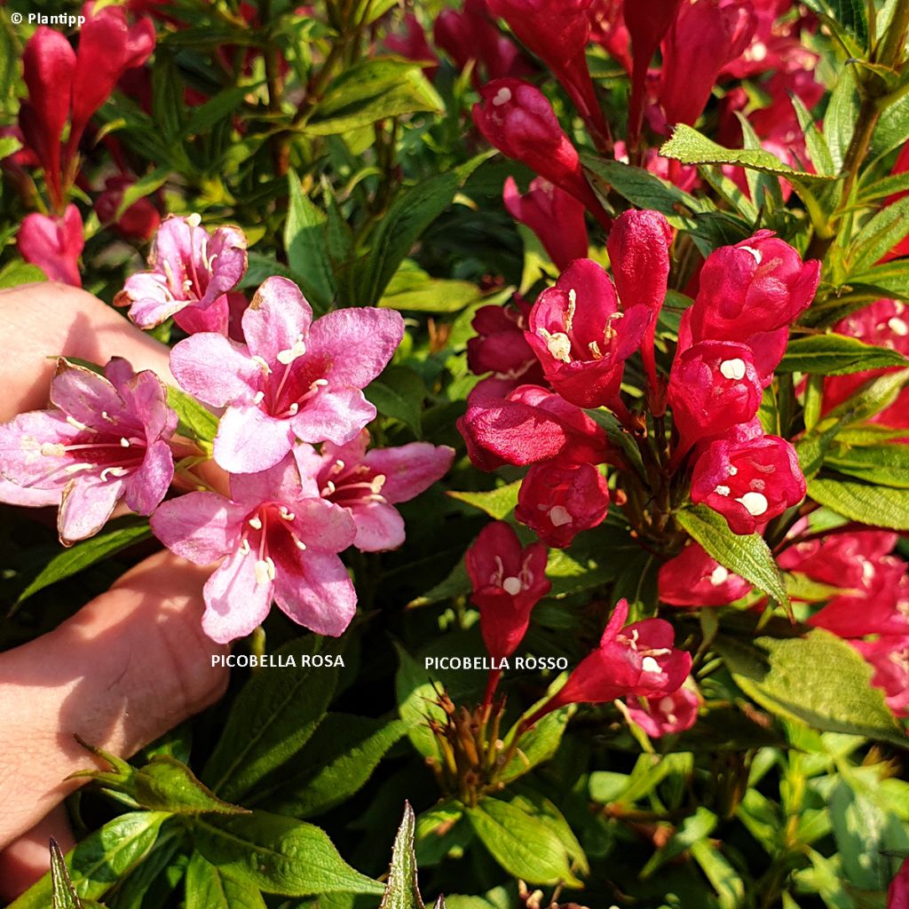 Weigela florida Picobella Rosso