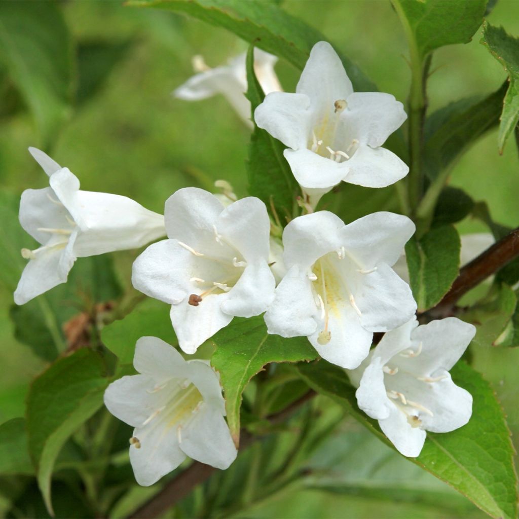 Weigela Snowflake