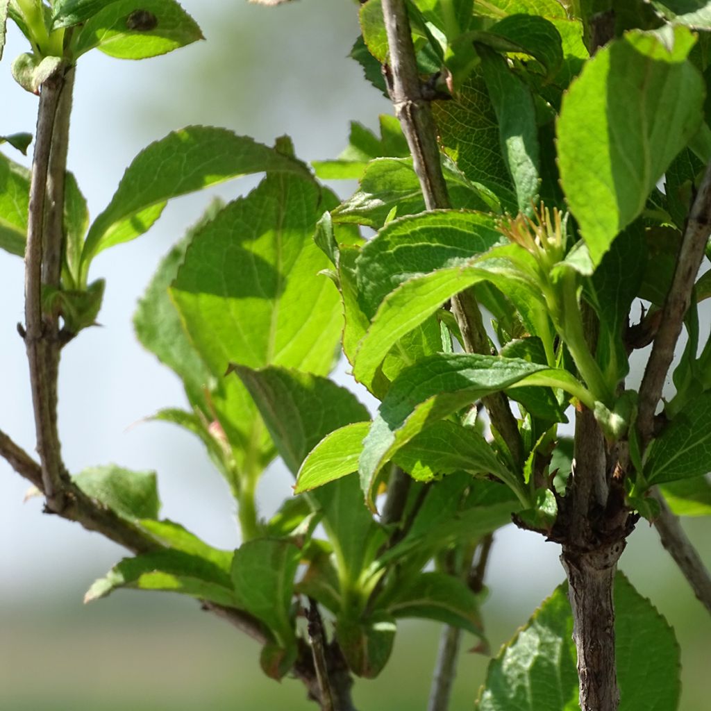 Weigela Stelzneri