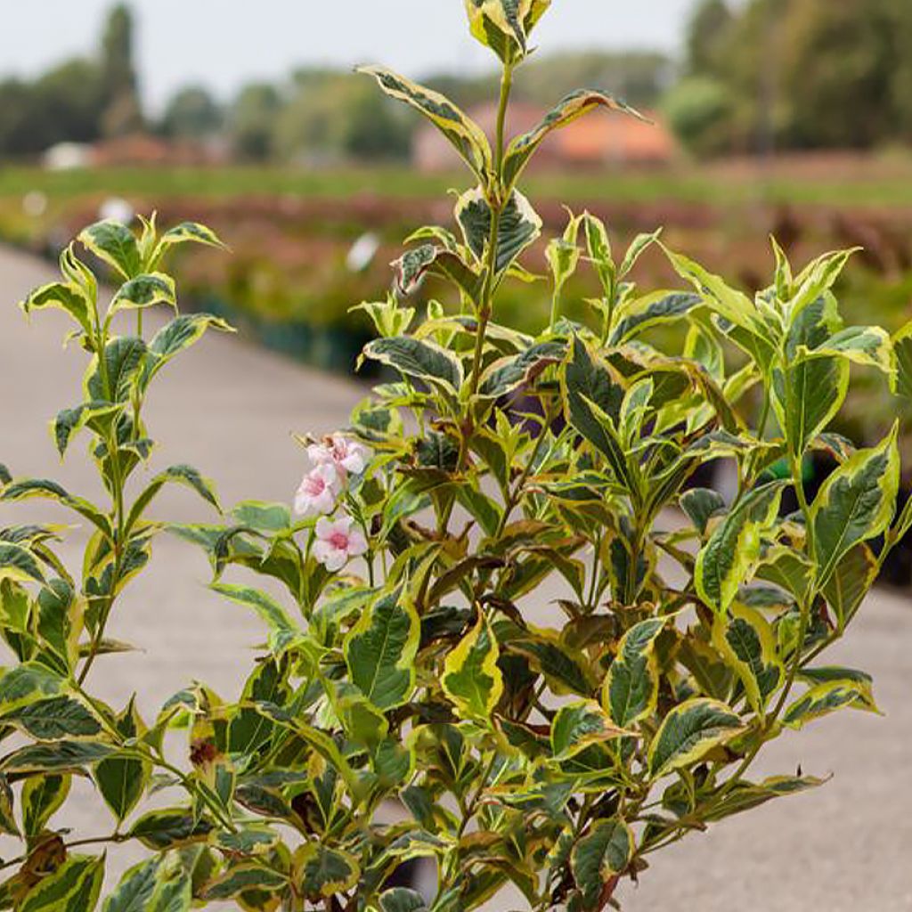 Weigela White Lightning