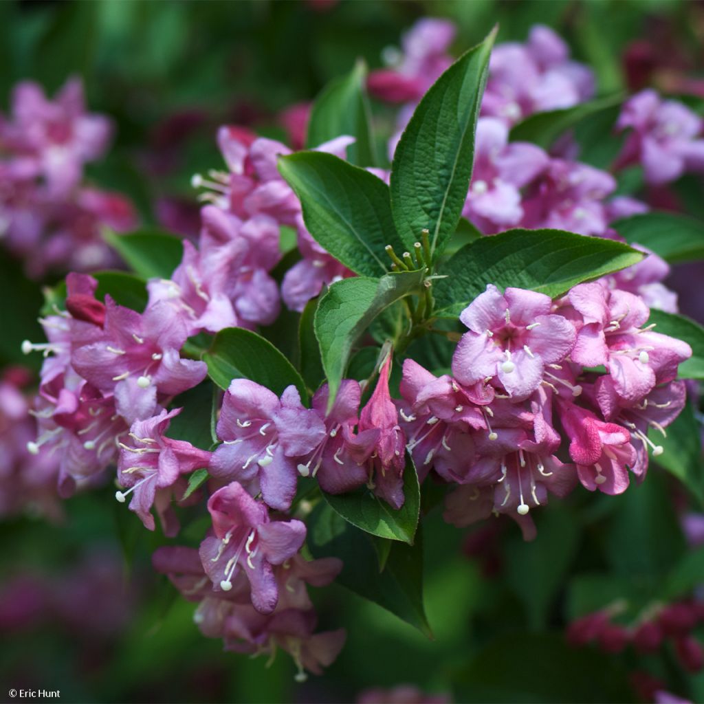 Weigela florida Korea