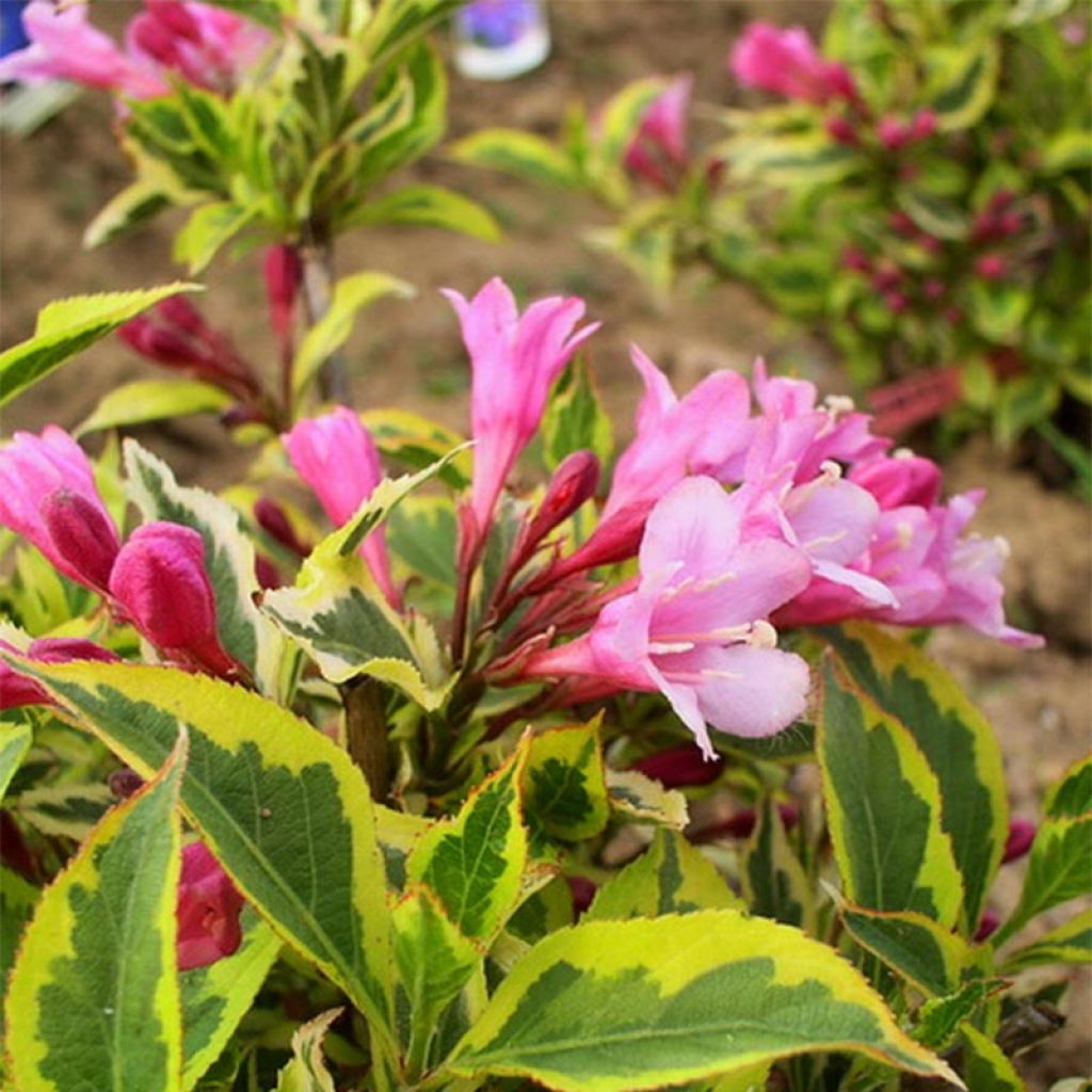 Weigela florida Magical Rainbow