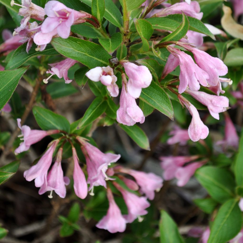 Weigela florida Pink Poppet