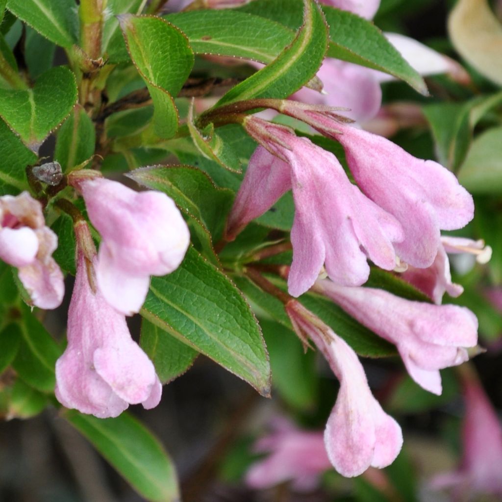 Weigela florida Pink Poppet