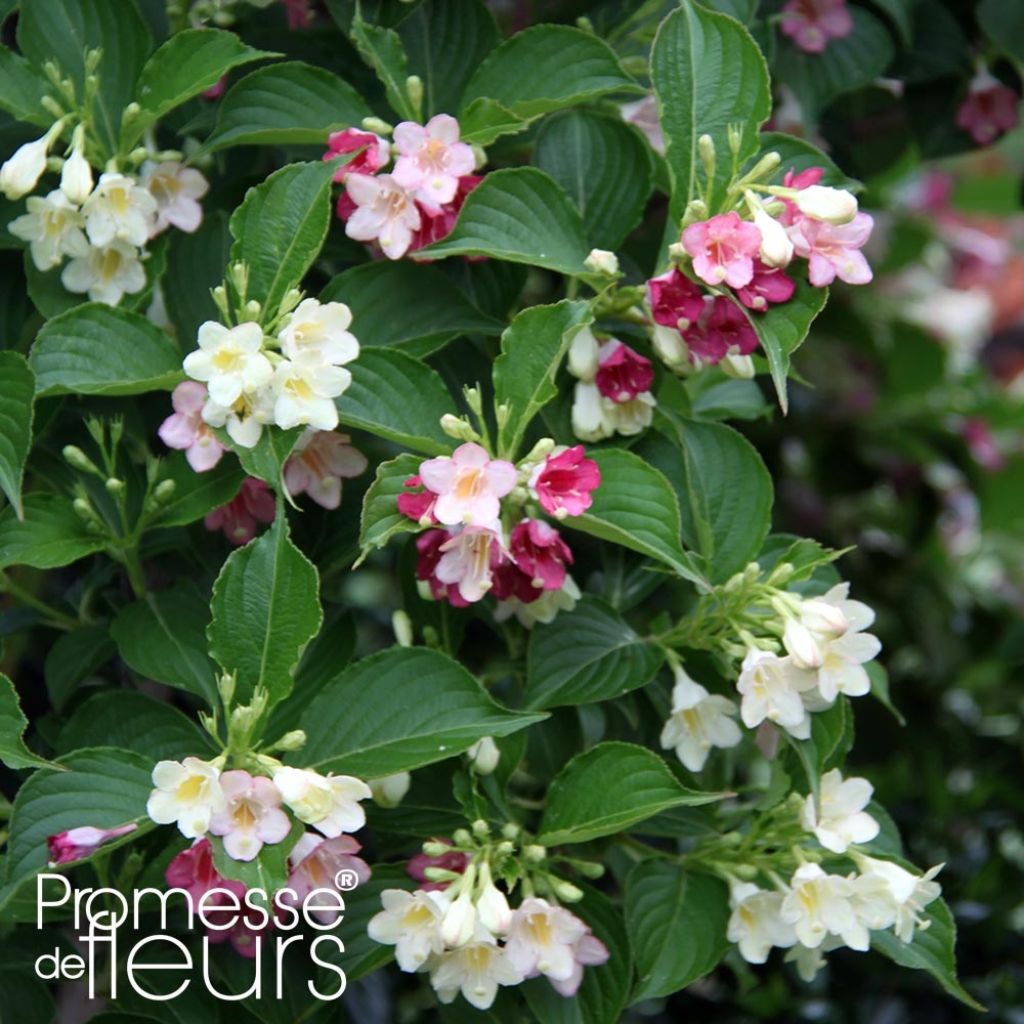 Weigela hybride Carnaval