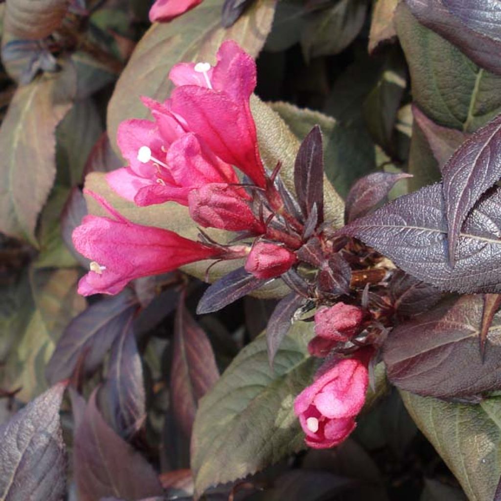 Weigela florida Victoria