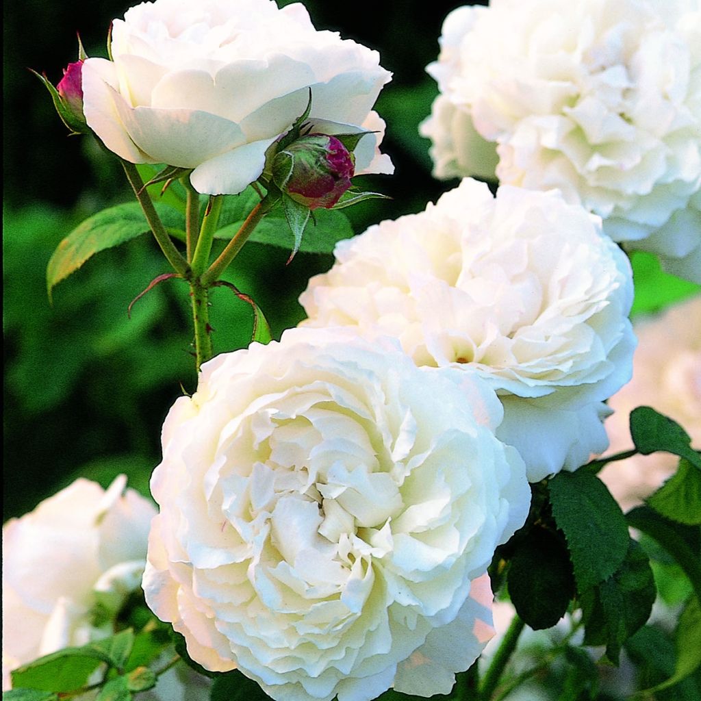 Rosier David Austin Winchester Cathedral 