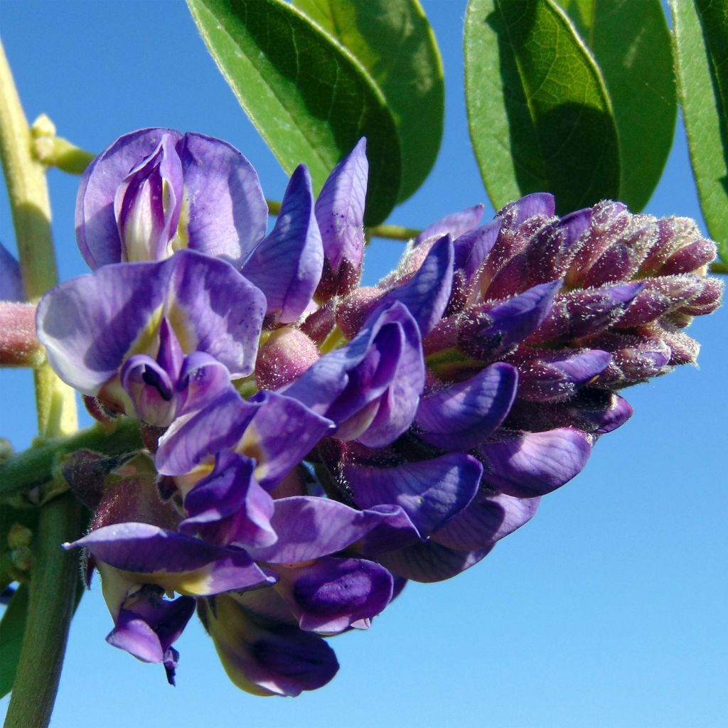 Glycine - Wisteria frutescens Longwood Purple en pot de 4l/5l