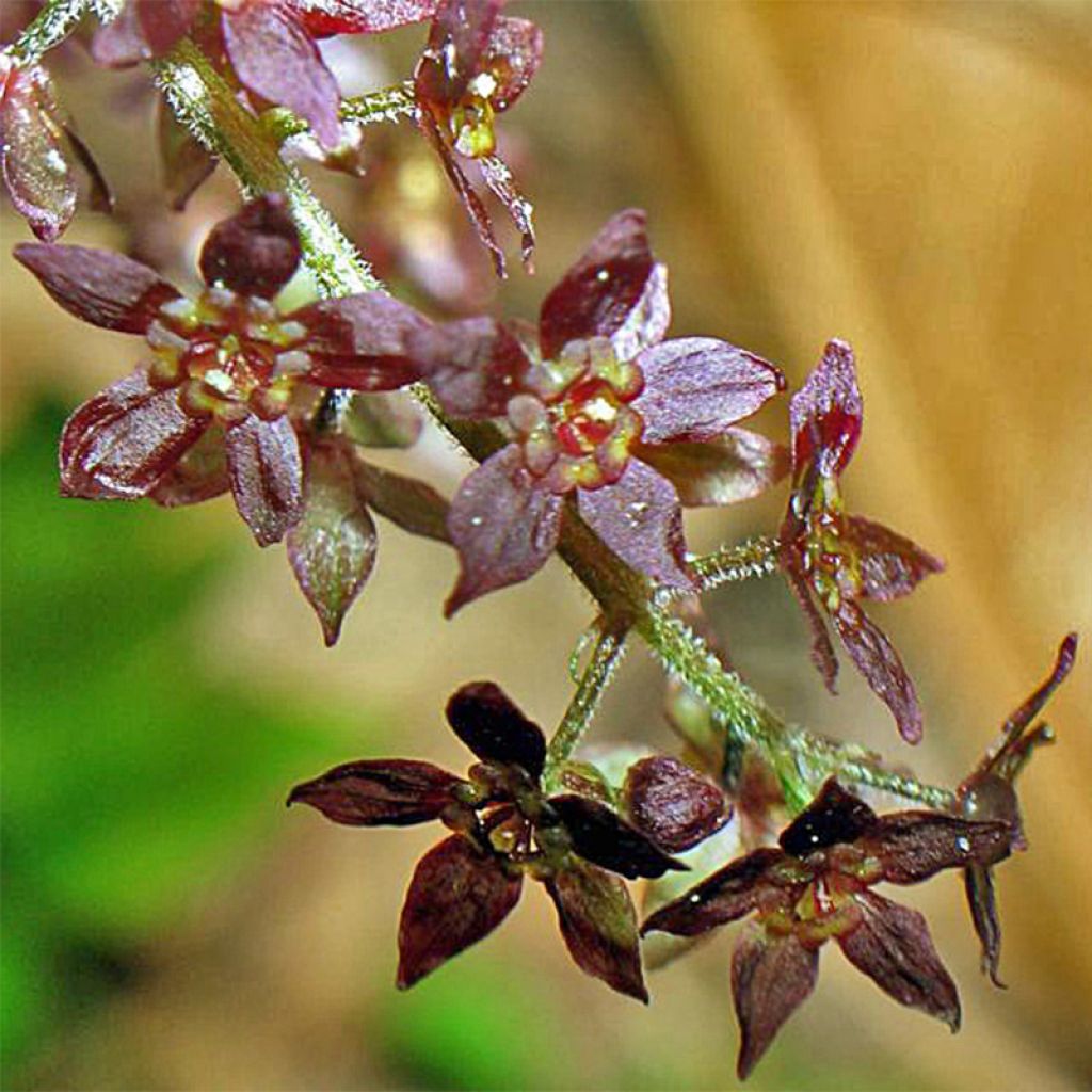 Xanthorhiza simplicissima