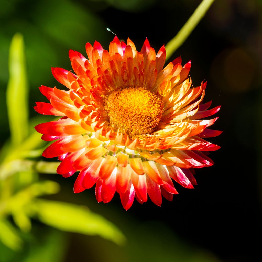 Xerochrysum Granvia Dark Orange Flame - Immortelle