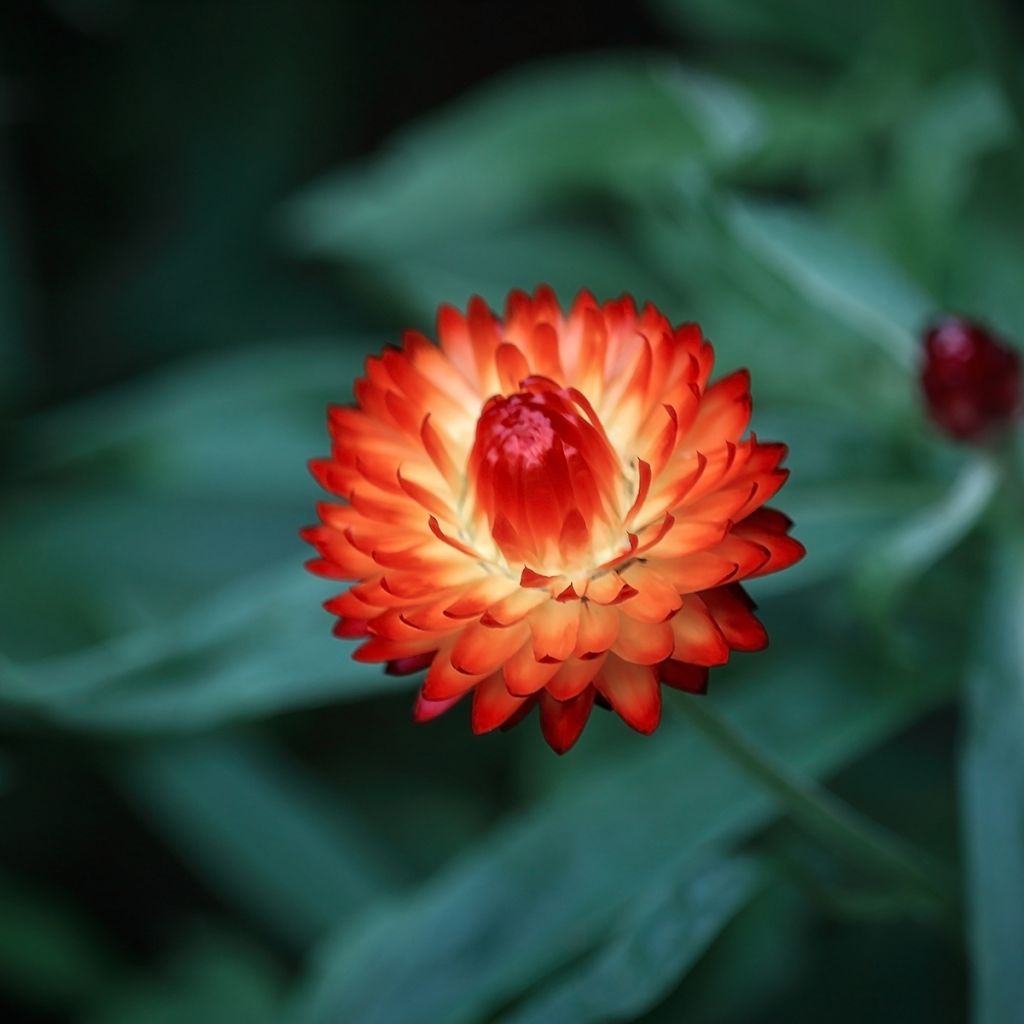 Xerochrysum Granvia Dark Orange Flame - Immortelle