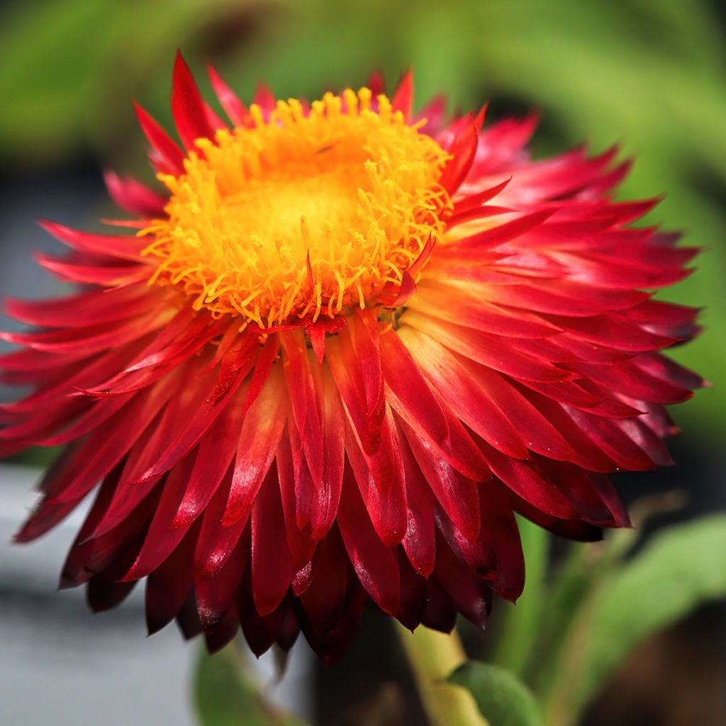 Xerochrysum Granvia Red Flame