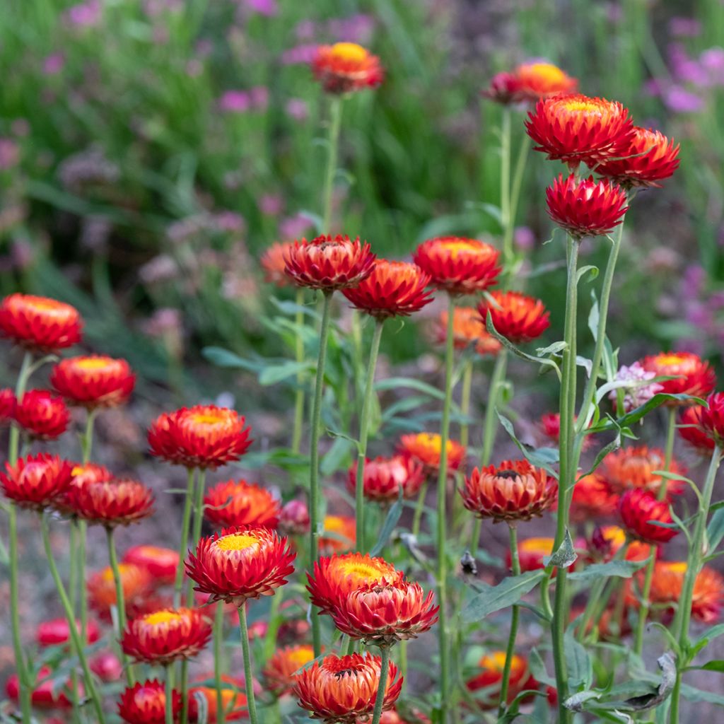 Xerochrysum Granvia Red Flame