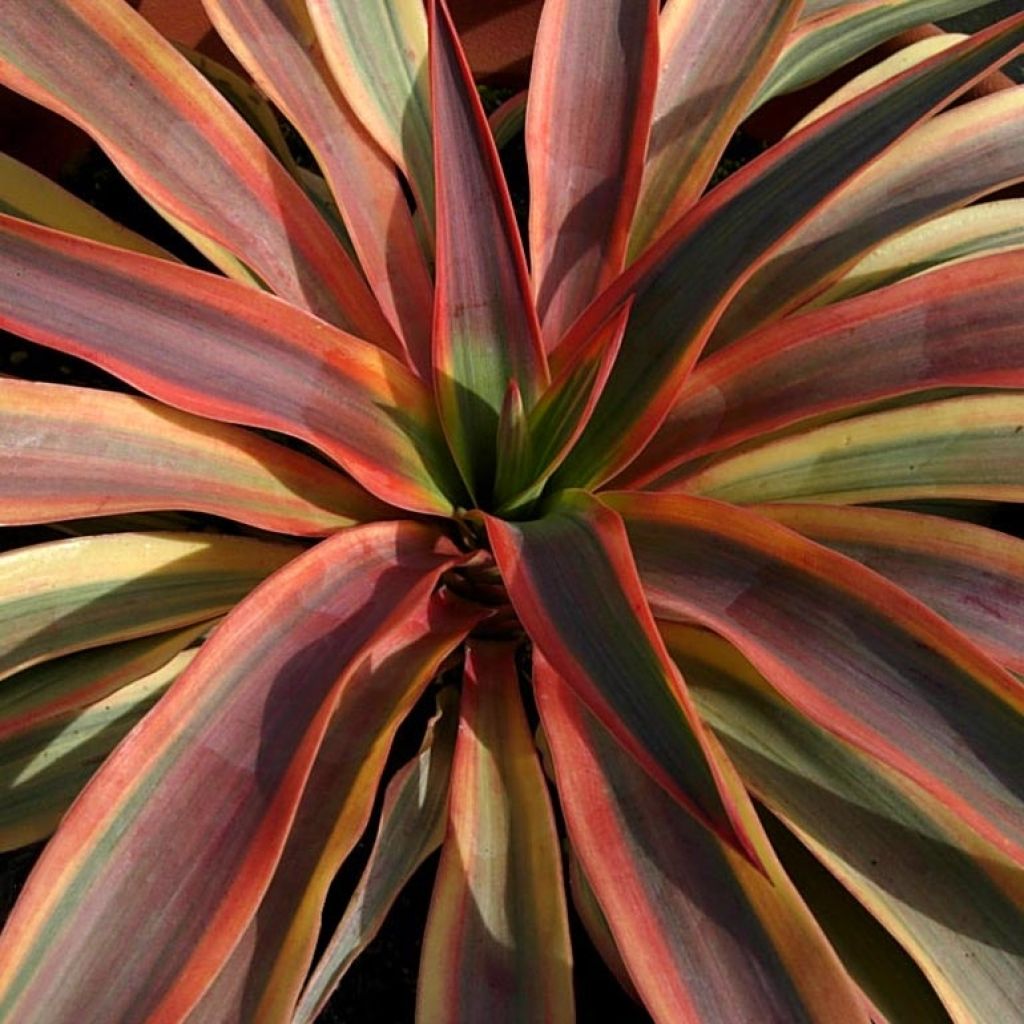 Yucca Bright Star - Variegated Yucca