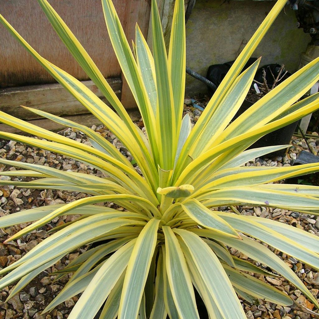 Yucca Bright Star - Variegated Yucca