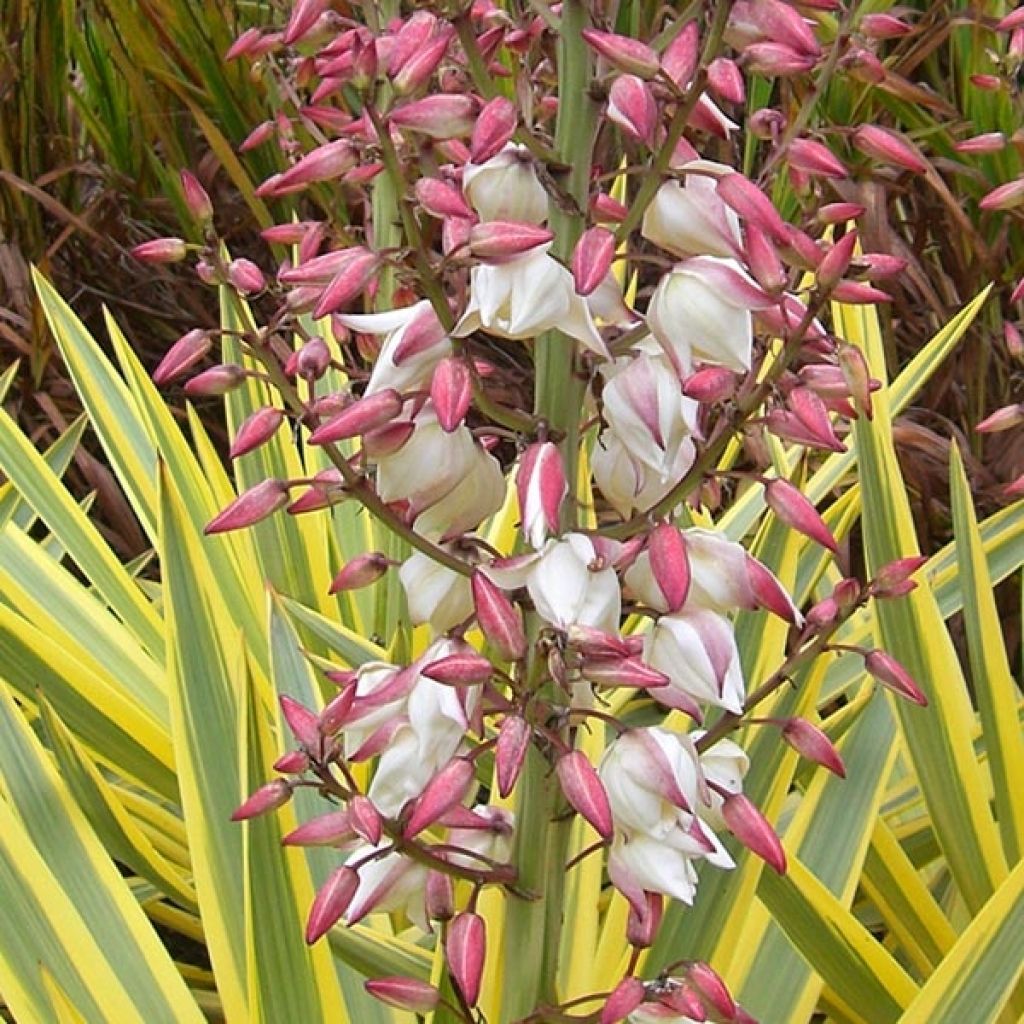 Yucca Bright Star - Variegated Yucca