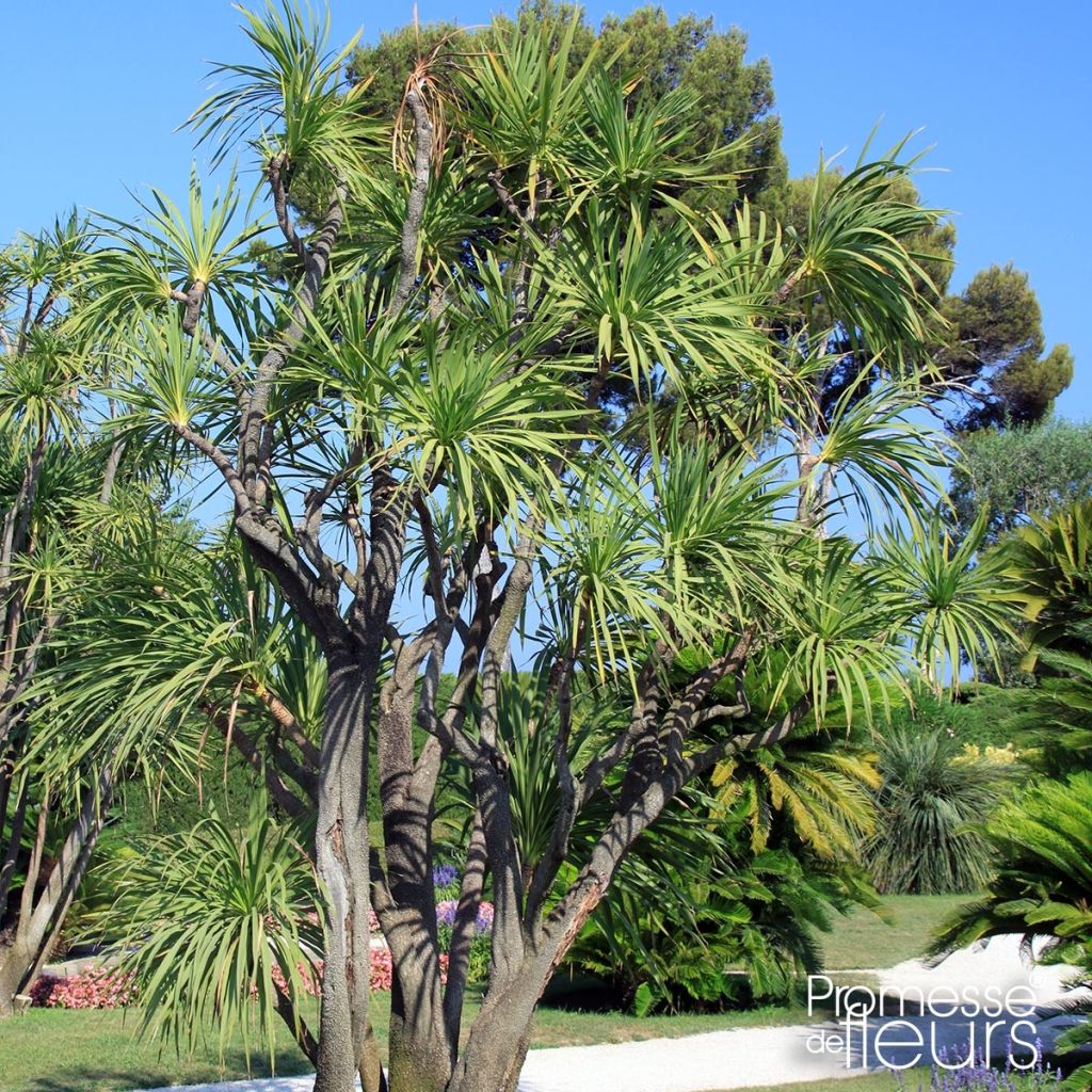 Yucca elephantipes Jewel - Yucca pied d'éléphant panaché