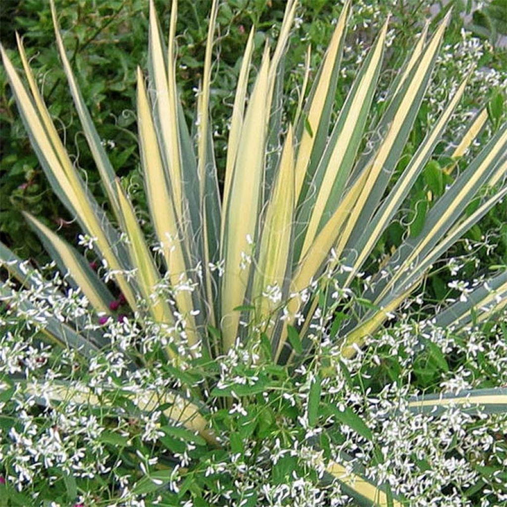 Yucca filamentosa Colour Guard - Yucca filamenteux panaché