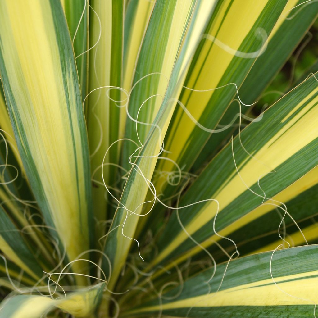 Yucca filamentosa Colour Guard - Yucca filamenteux panaché