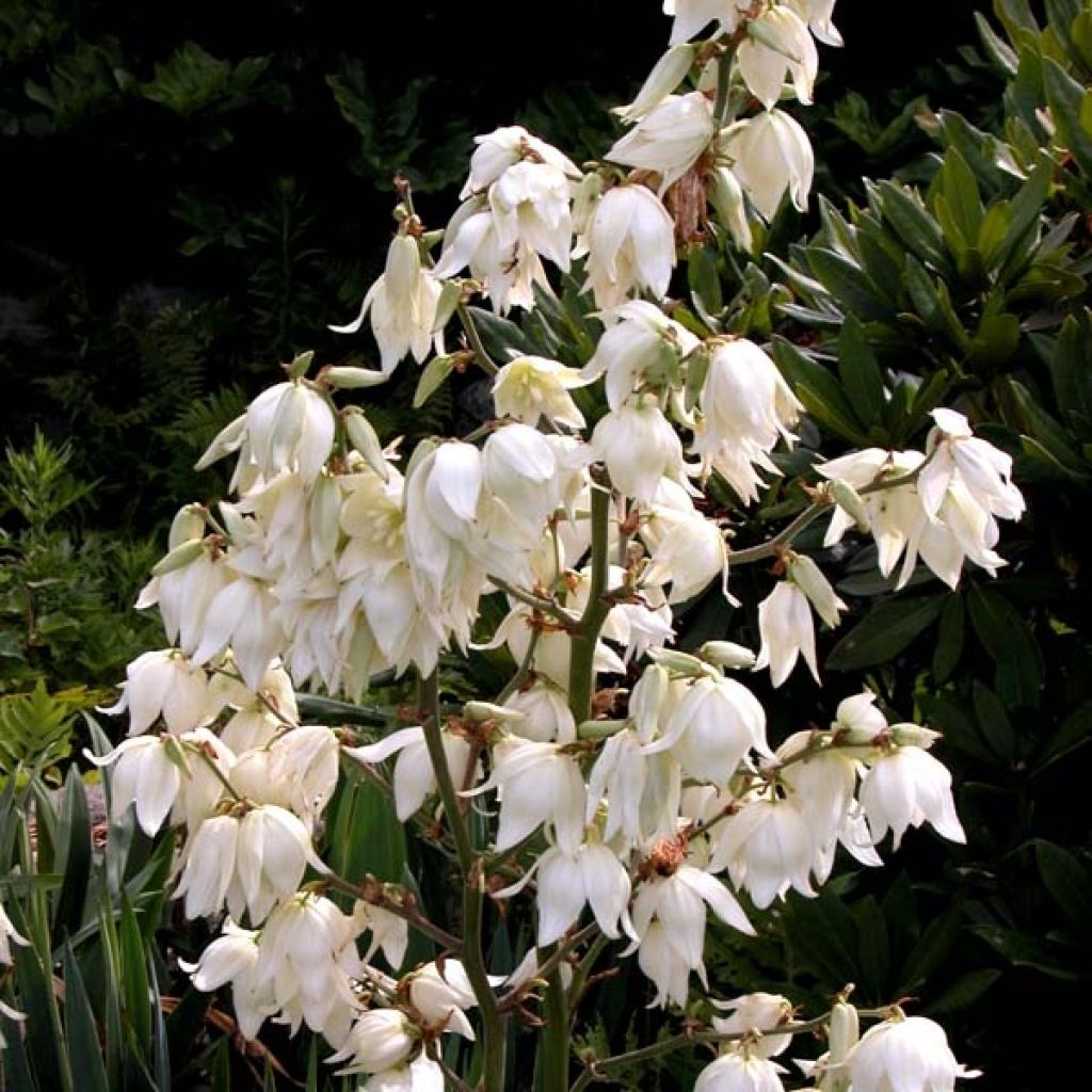 Yucca Filamentosa