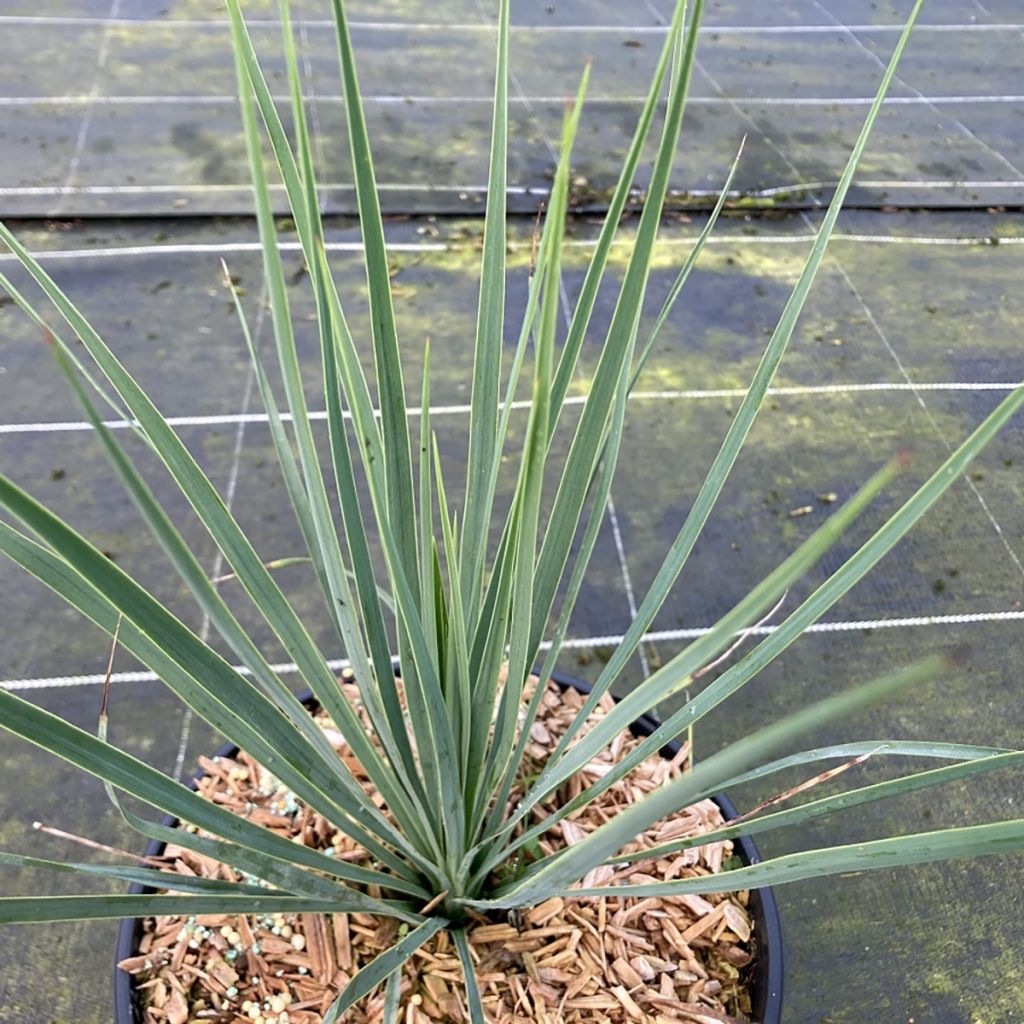 Yucca rostrata Sapphire Skies