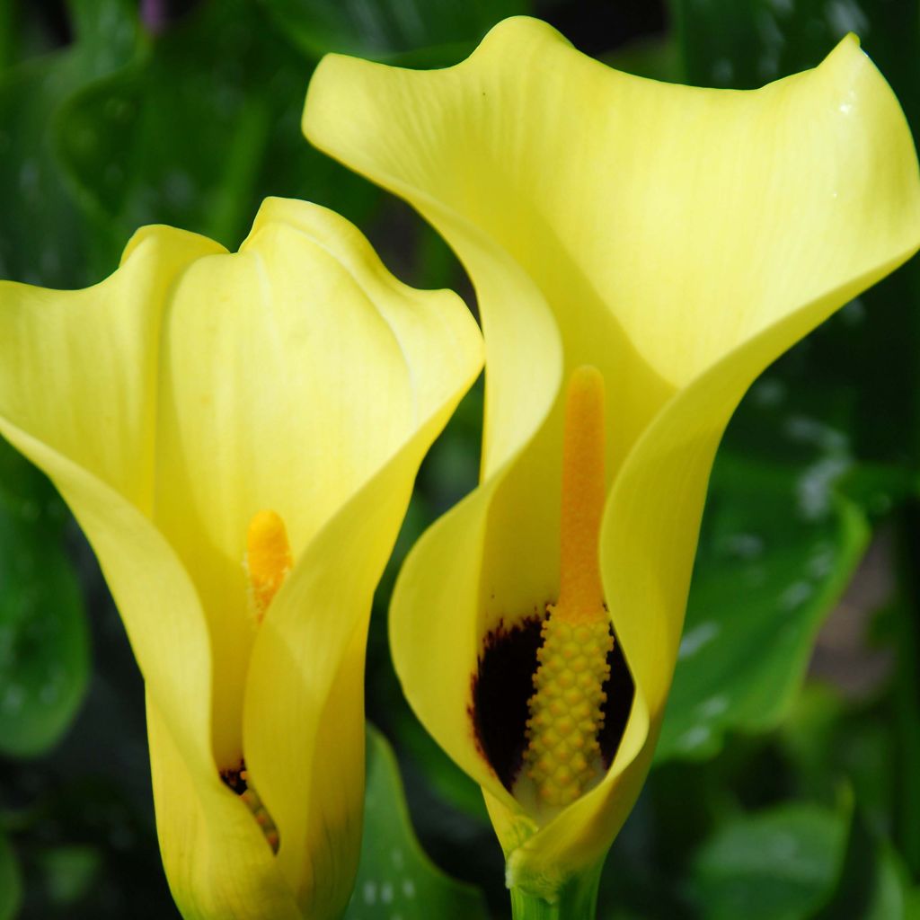 Arum ou Calla jaune à gorge noir - Zantedeschia Black Magic