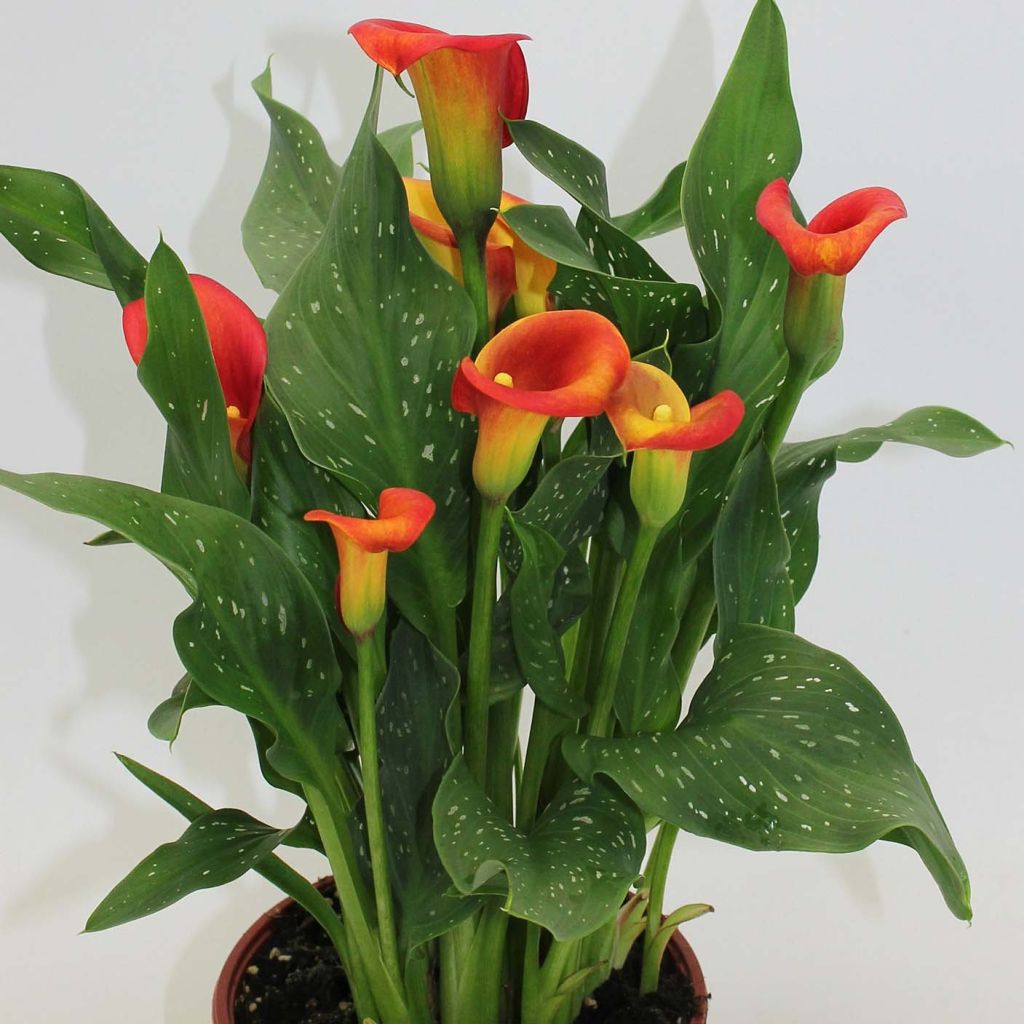 Arum ou Calla à fleurs rouge, orange et jaune - Zantedeschia Captain Fuego