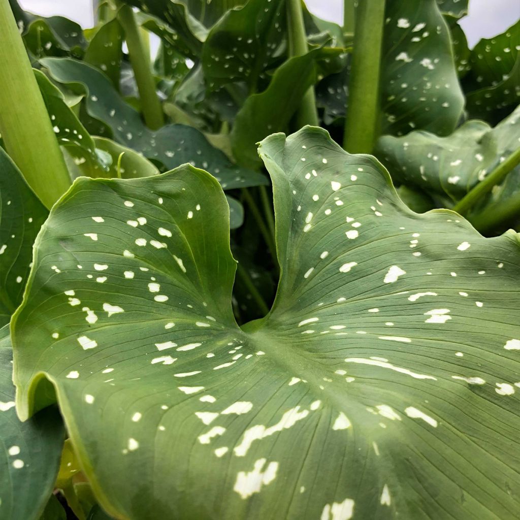 Zantedeschia aethiopica Himalaya - Arum d'Ethiopie géant