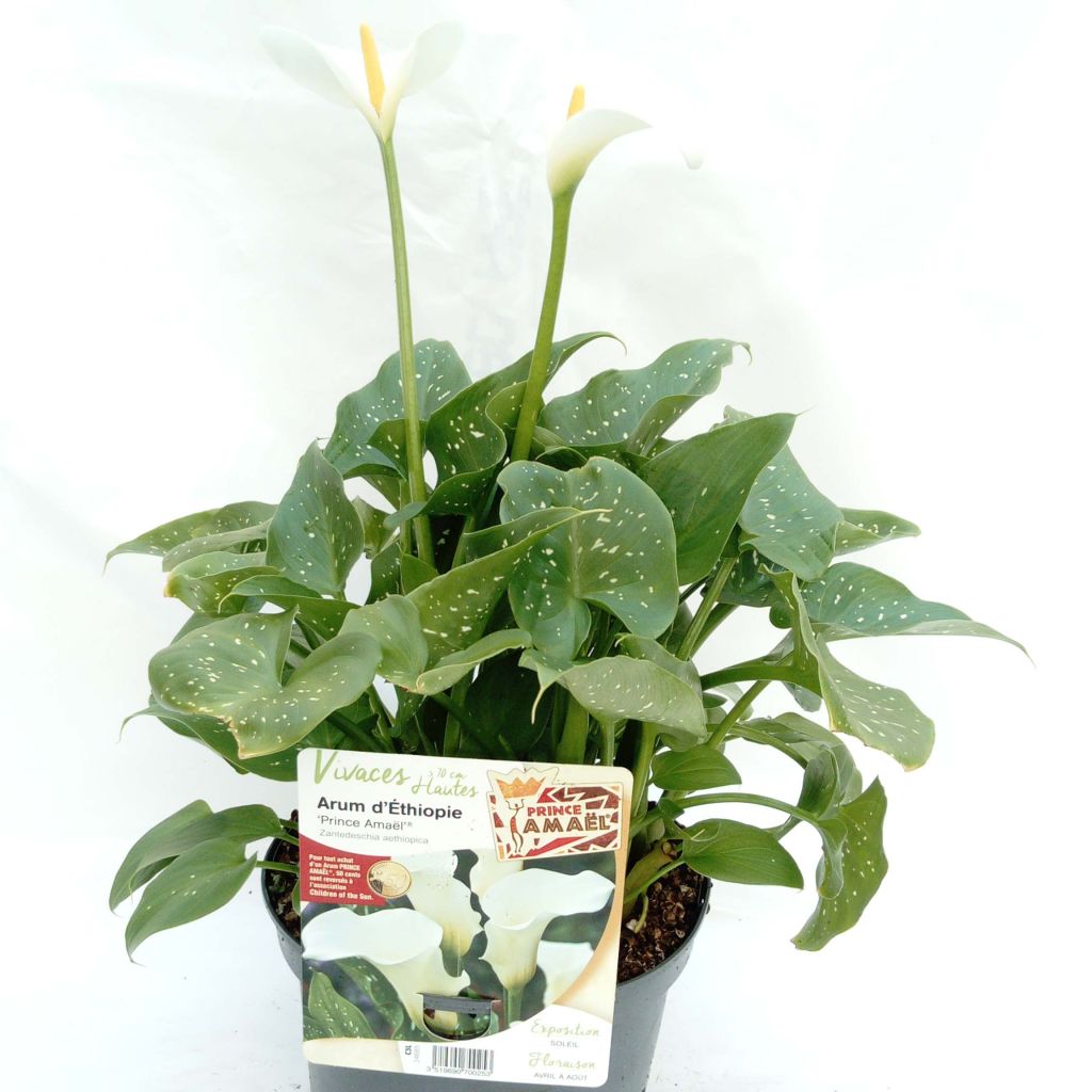 Zantedeschia aethiopica Prince Amaël