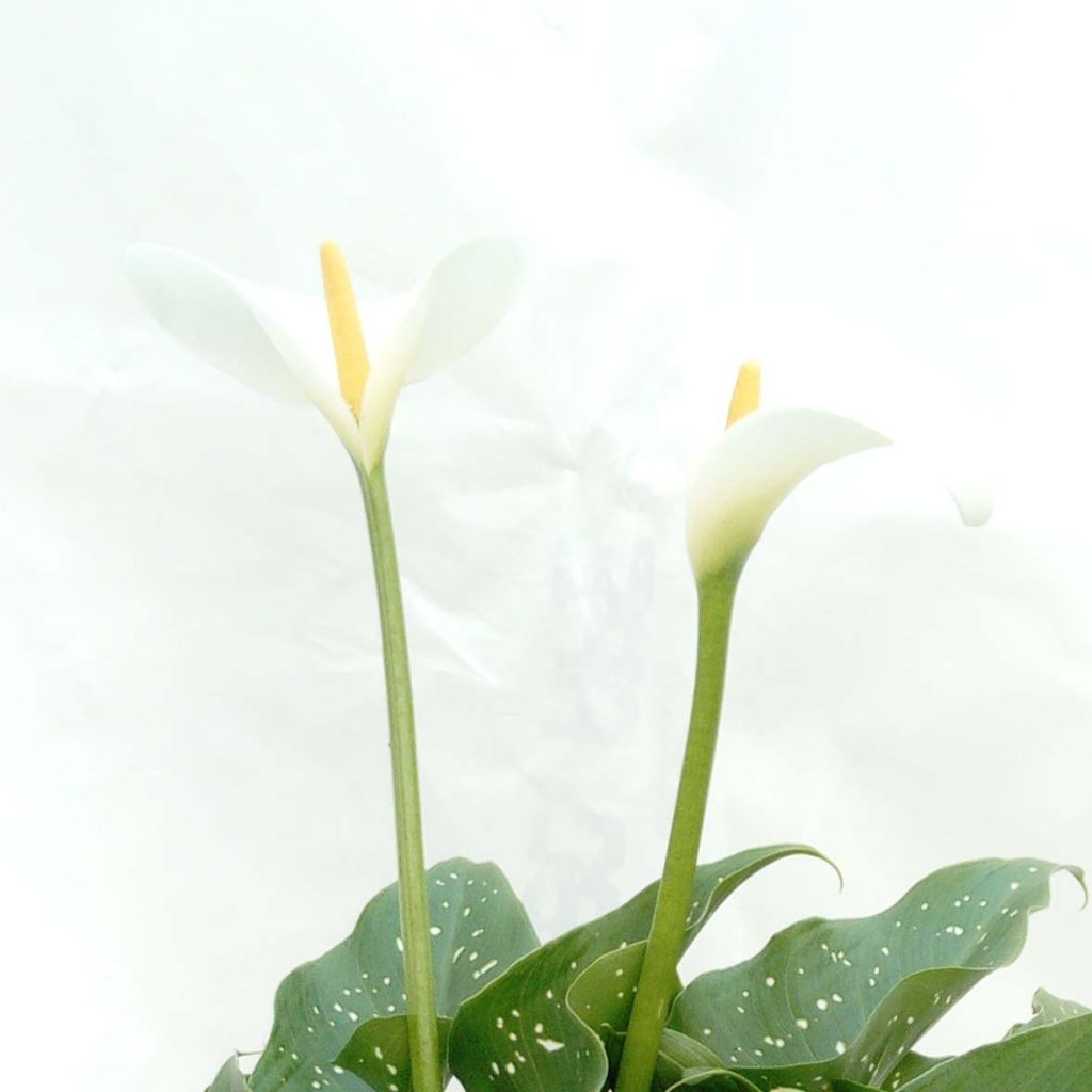 Zantedeschia aethiopica Prince Amaël - Arum d'Ethiopie au feuillage panaché