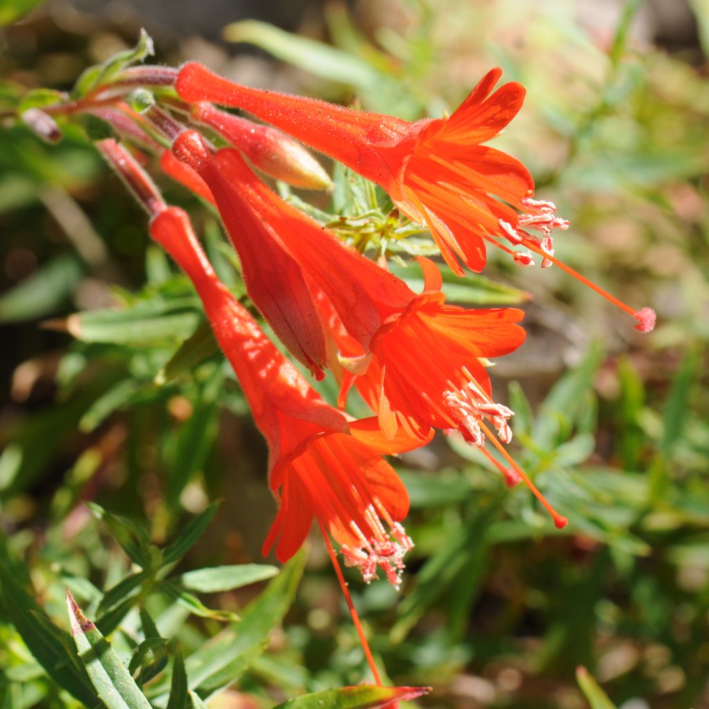 Zauschneria californica - Fushia de Californie