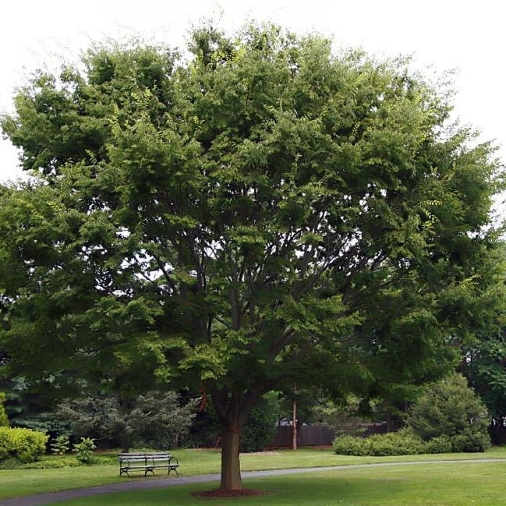 Zelkova serrata - Orme de Sibérie