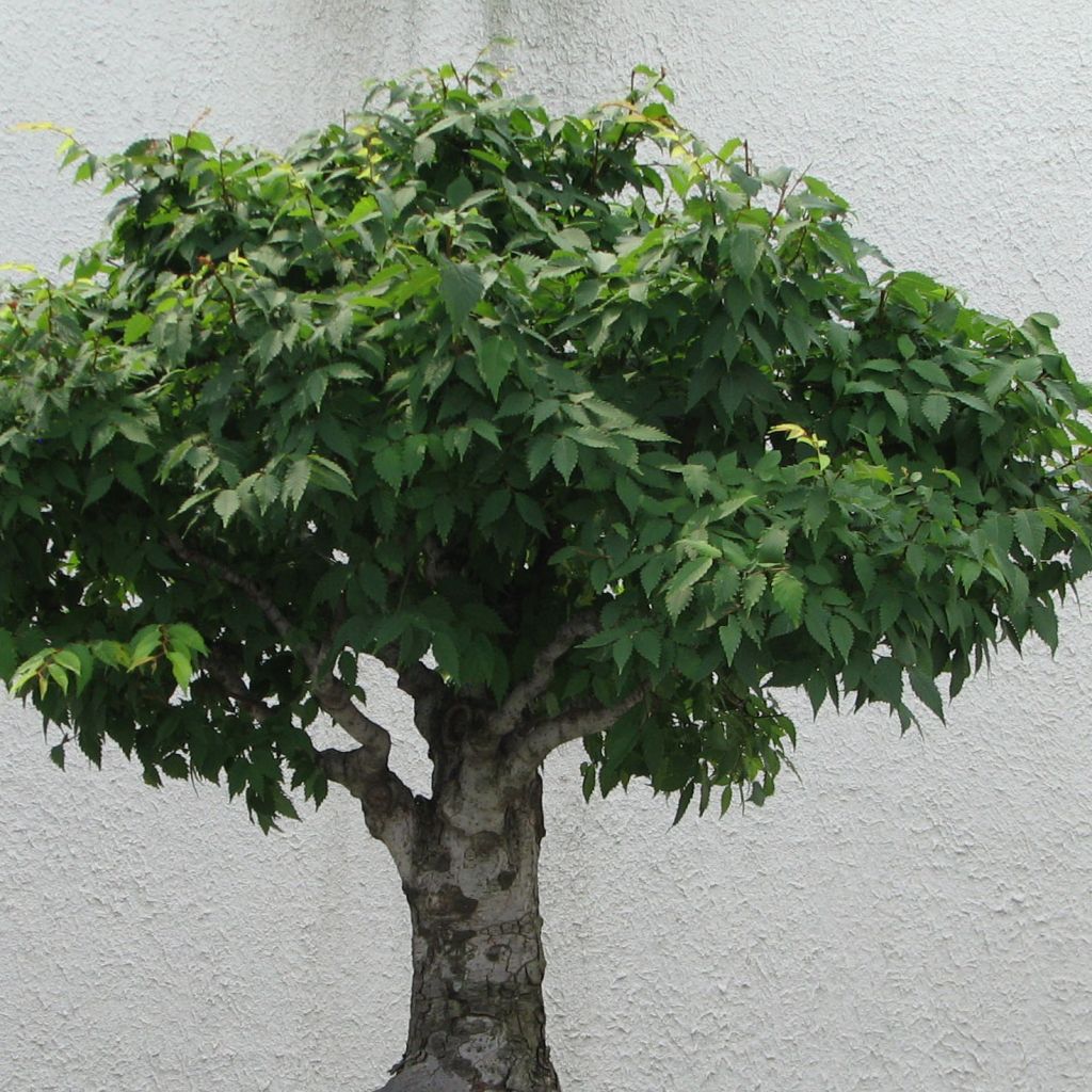 Zelkova serrata Green Vase - Orme de Sibérie