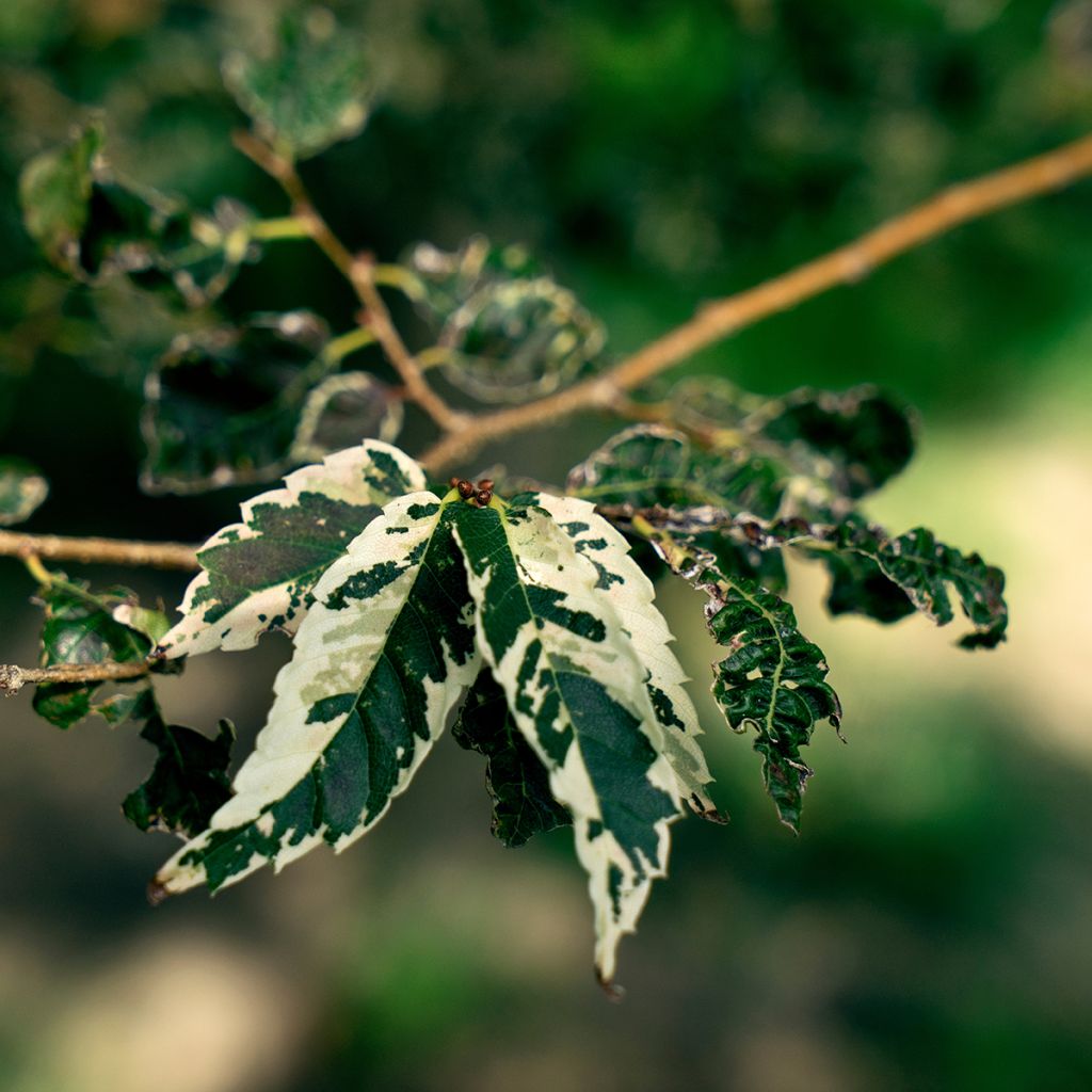 Zelkova serrata Variegata