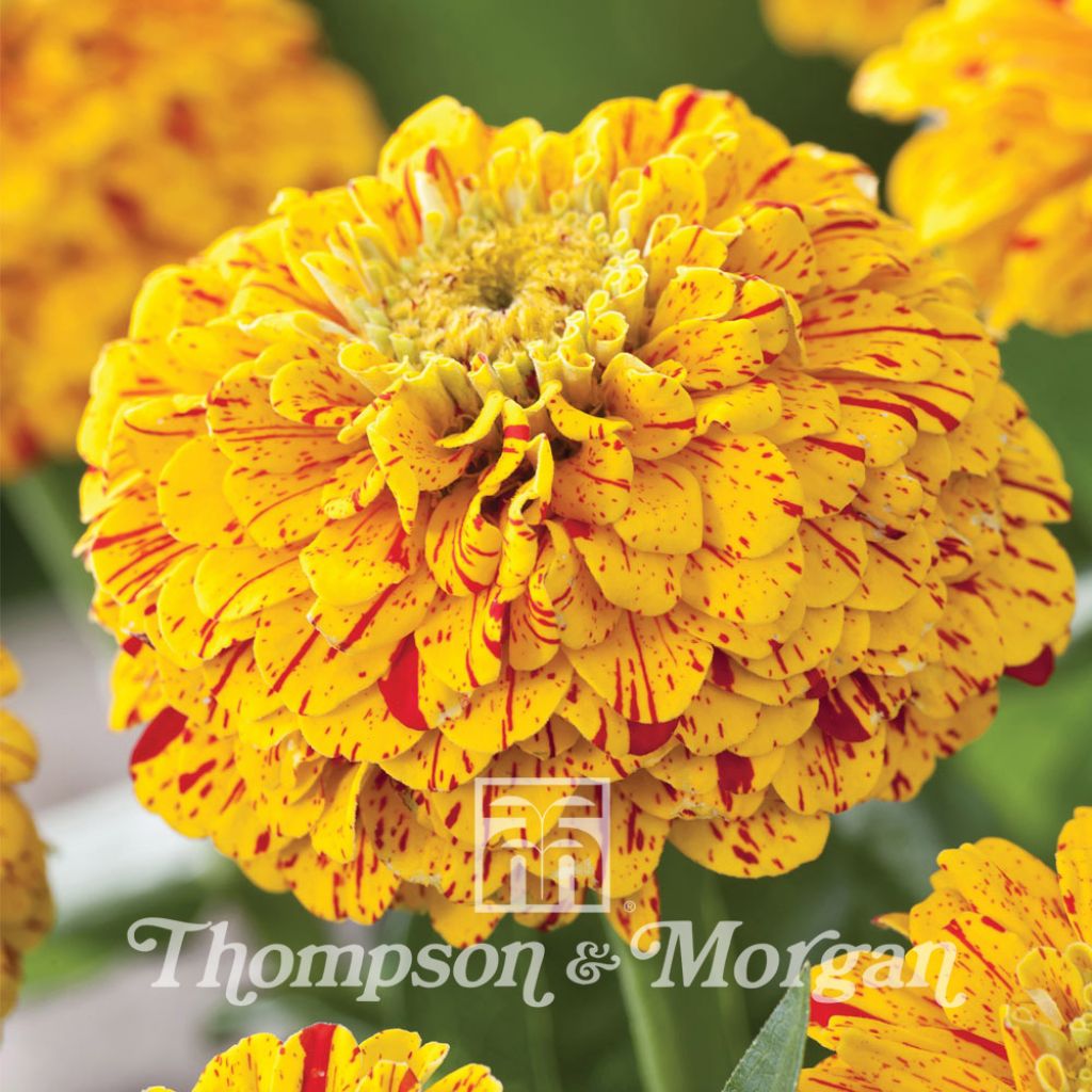 Zinnia Elegans Pop Art Golden & Red