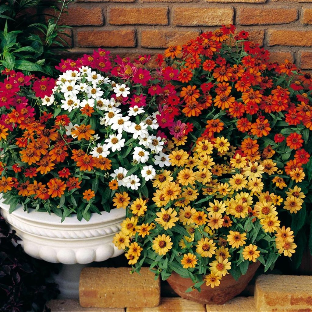 Zinnia Profusion Double mélange Mini-mottes