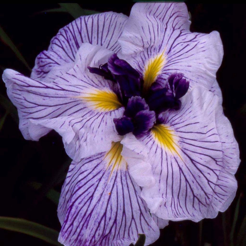 Iris ensata Caprician Butterfly - Japanese Water Iris