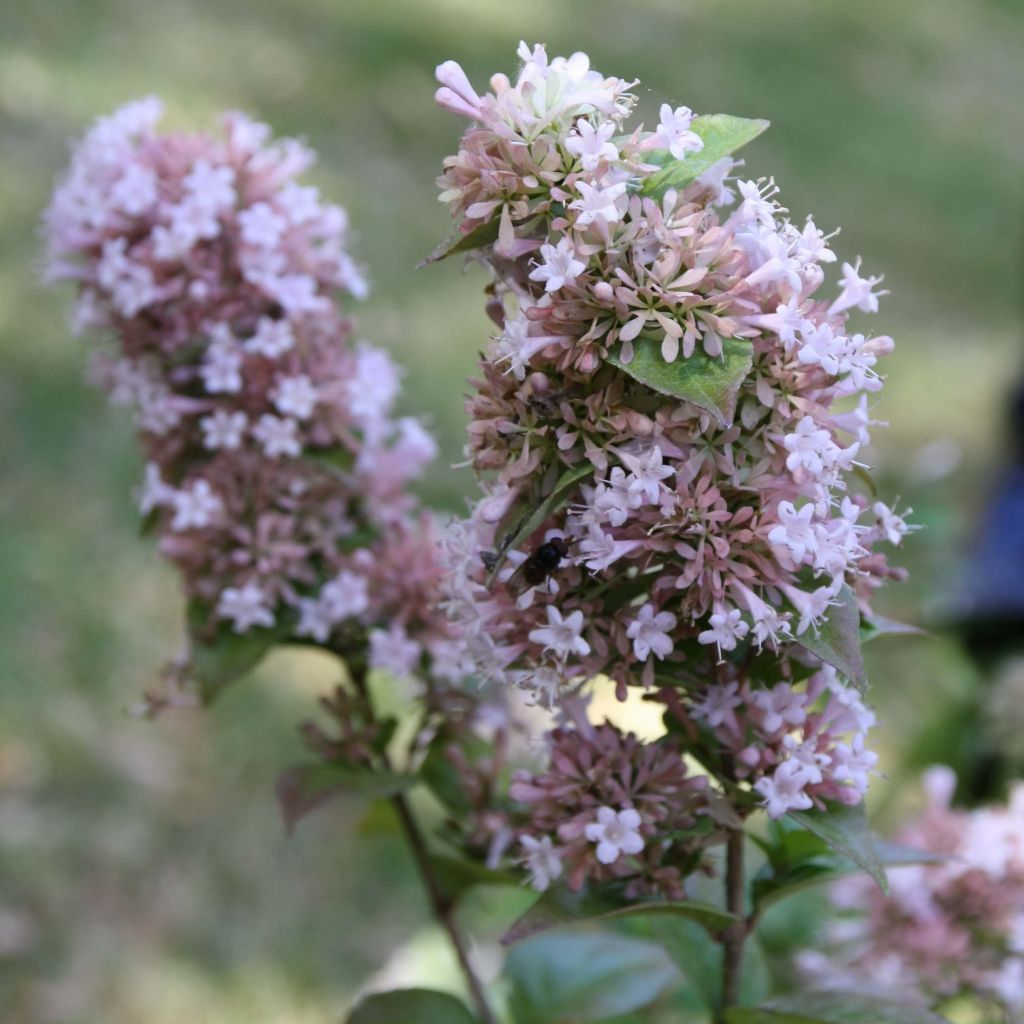 Abelia chinensis